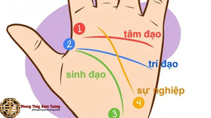 Có nên tin vào đường chỉ tay không